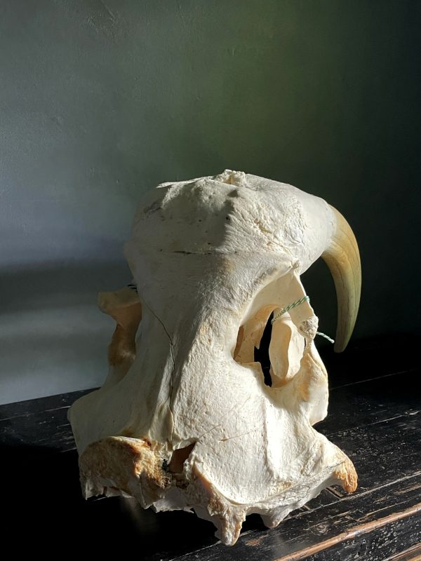 Walrus skull