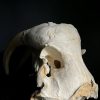 Walrus skull