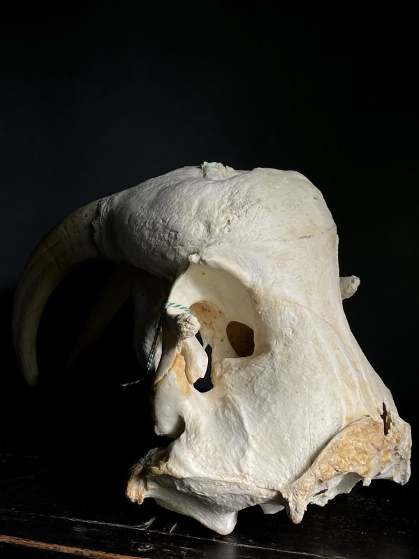Walrus skull