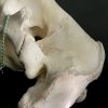 Walrus skull