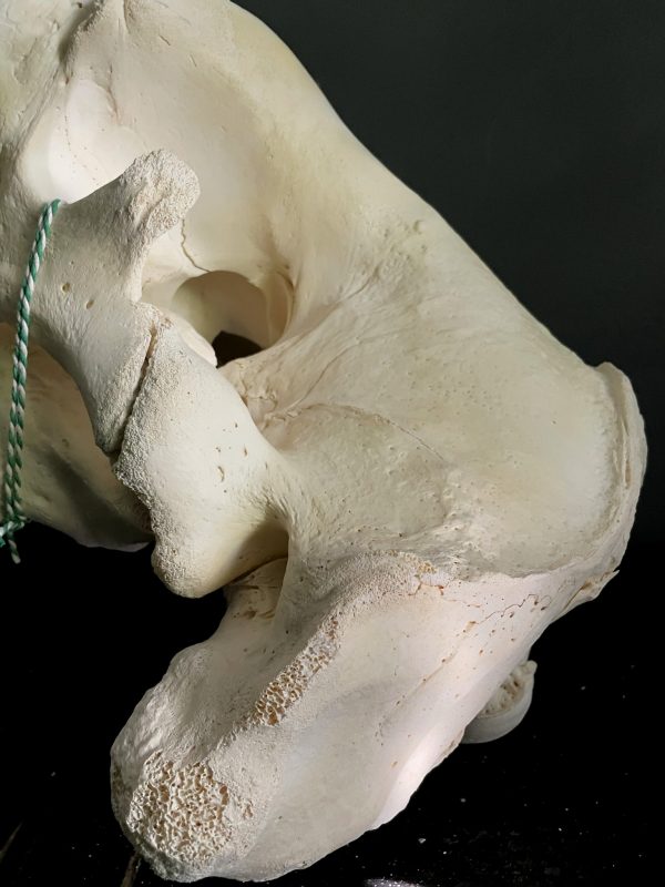 Walrus skull