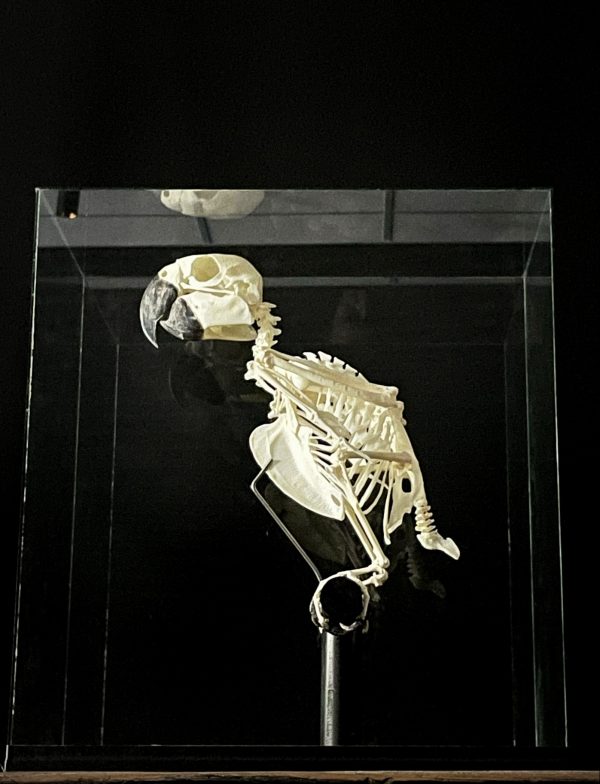 Skelet van een blauwgele ara