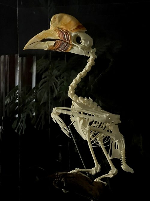 Skelet van een Cassidix Neushoornvogel
