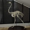 Skelet van een struisvogel