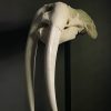 Walrus skull