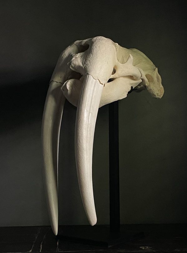 Walrus skull