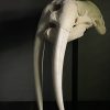 Walrus skull