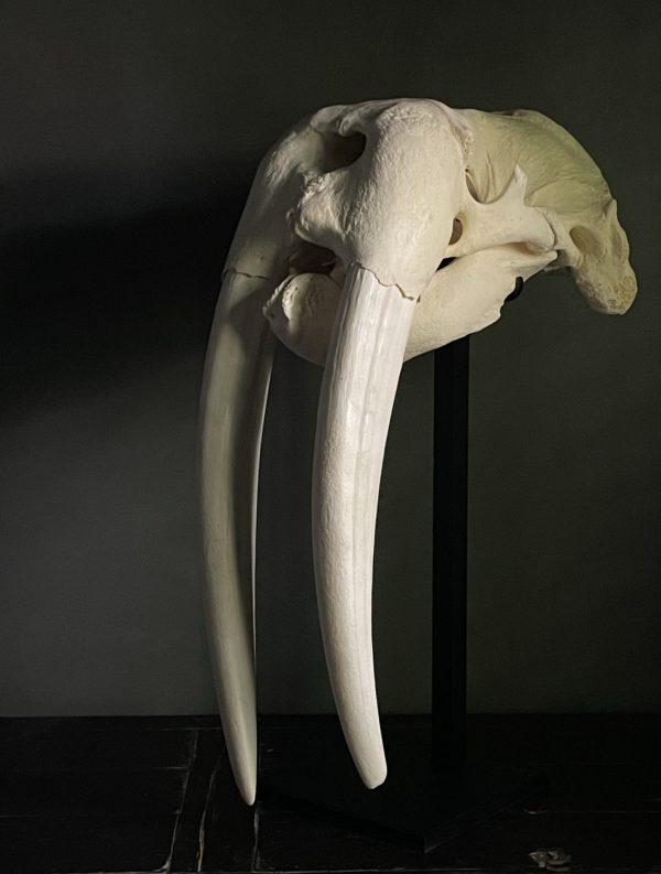Walrus skull