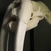 Walrus skull