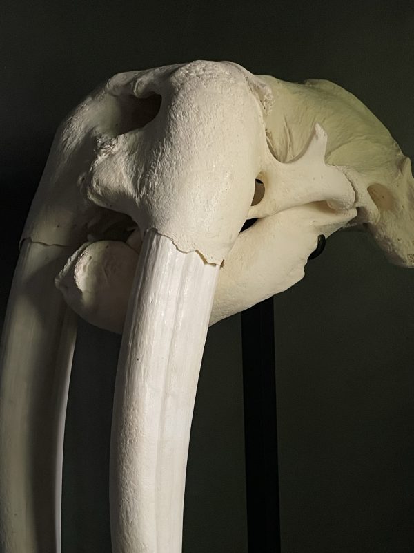 Walrus skull