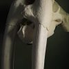 Walrus skull