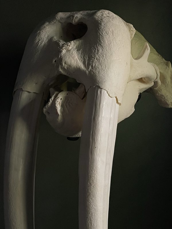 Walrus skull