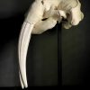 Walrus skull