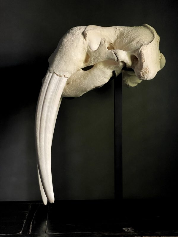 Walrus skull
