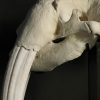 Walrus skull