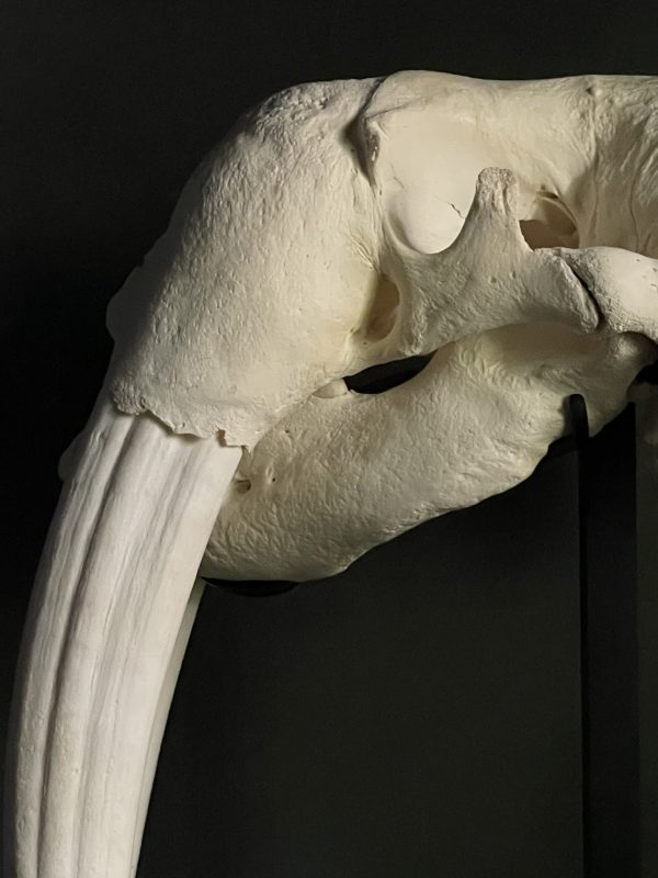Walrus skull