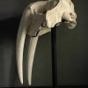 Walrus skull