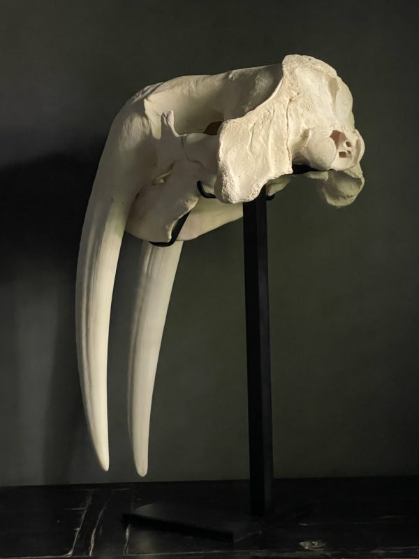Walrus skull