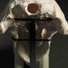 Walrus skull