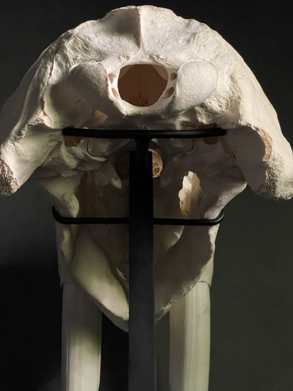 Walrus skull