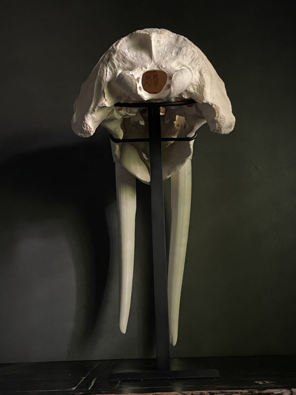 Walrus skull