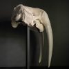Walrus skull