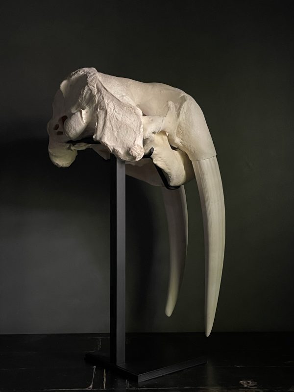 Walrus skull