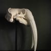 Walrus skull