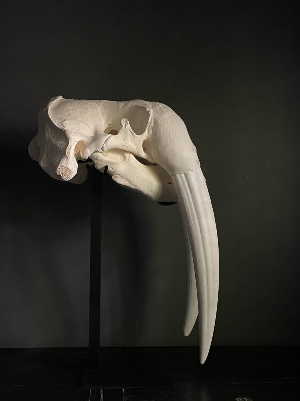 Walrus skull