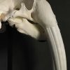 Walrus skull