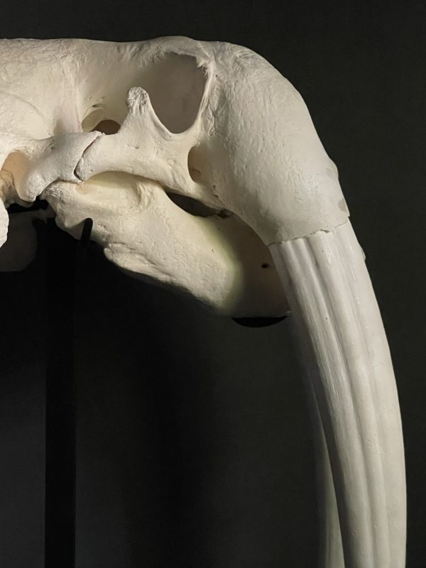 Walrus schedel