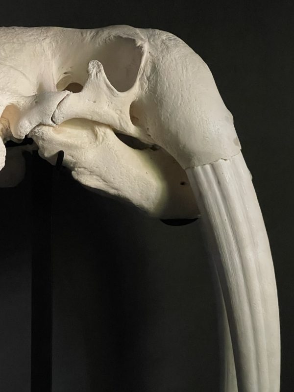 Walrus skull