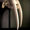 Walrus skull