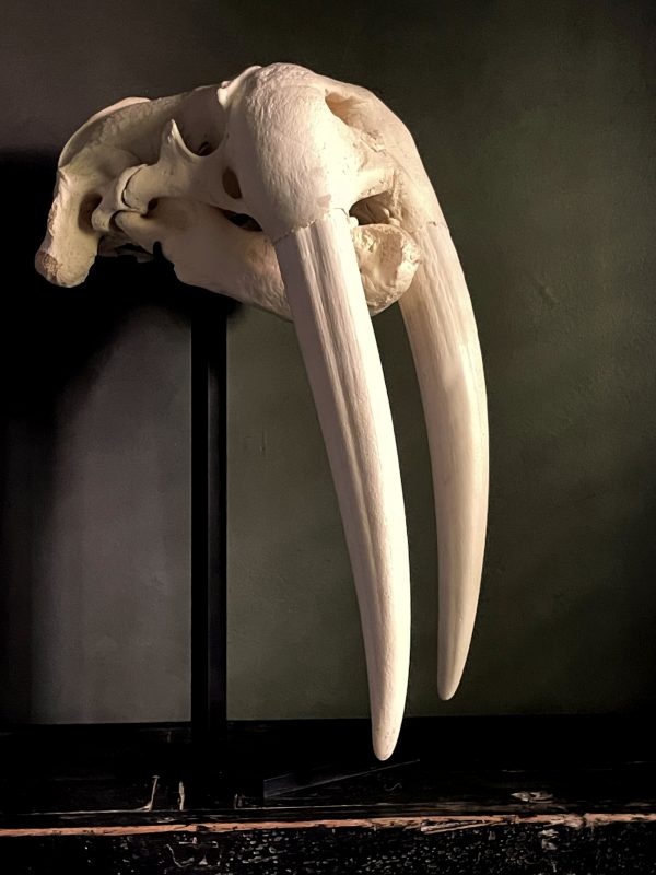 Walrus skull