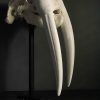 Walrus skull