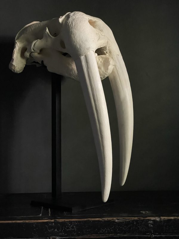 Walrus skull