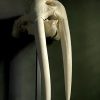Walrus skull
