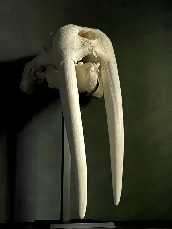 Walrus skull