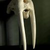 Walrus skull