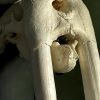 Walrus skull