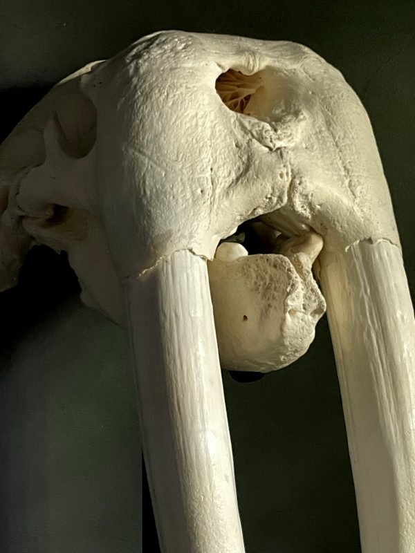 Walrus skull