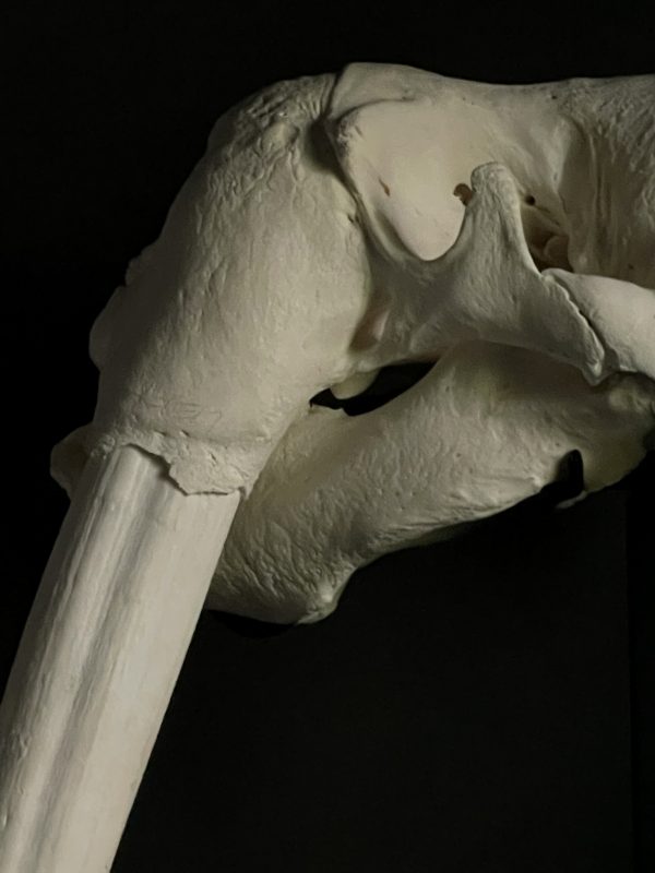 Walrus schedel