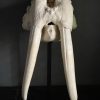 Very heavy walrus skull