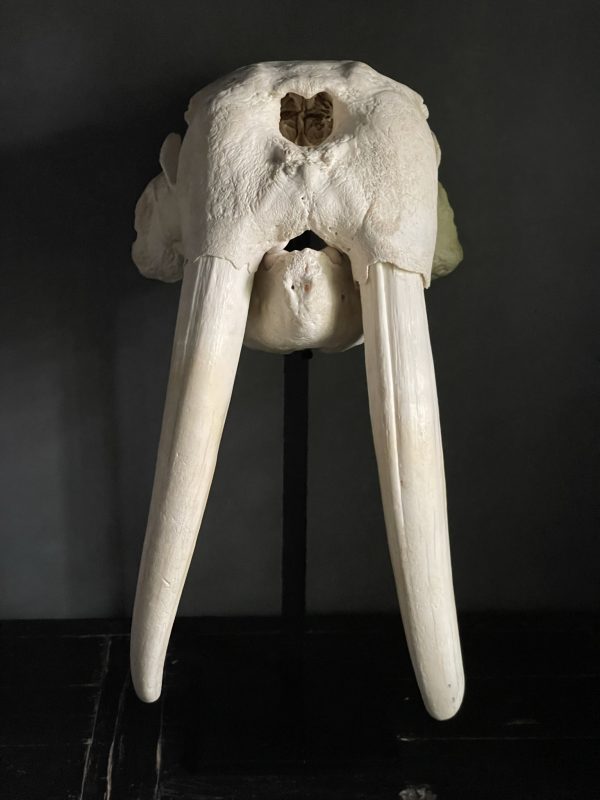 Very heavy walrus skull