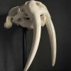 Very heavy walrus skull