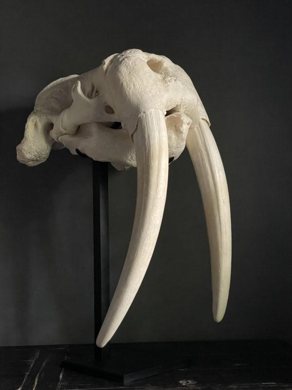 Zeer zware walrus schedel