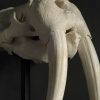 Very heavy walrus skull