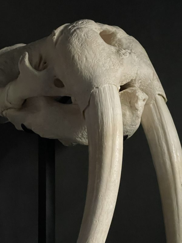 Very heavy walrus skull
