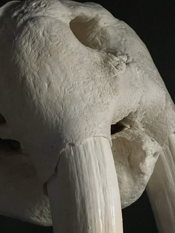 Very heavy walrus skull