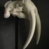 Very heavy walrus skull